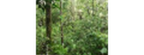 Кэшбэк в Forest Finance