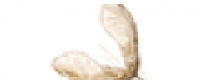 Кэшбэк в Runamok Maple US