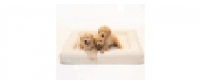 Кэшбэк в Bluewater Dog US