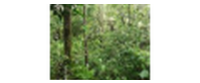 Кэшбэк в Forest Finance